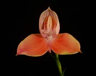 Disa uniflora